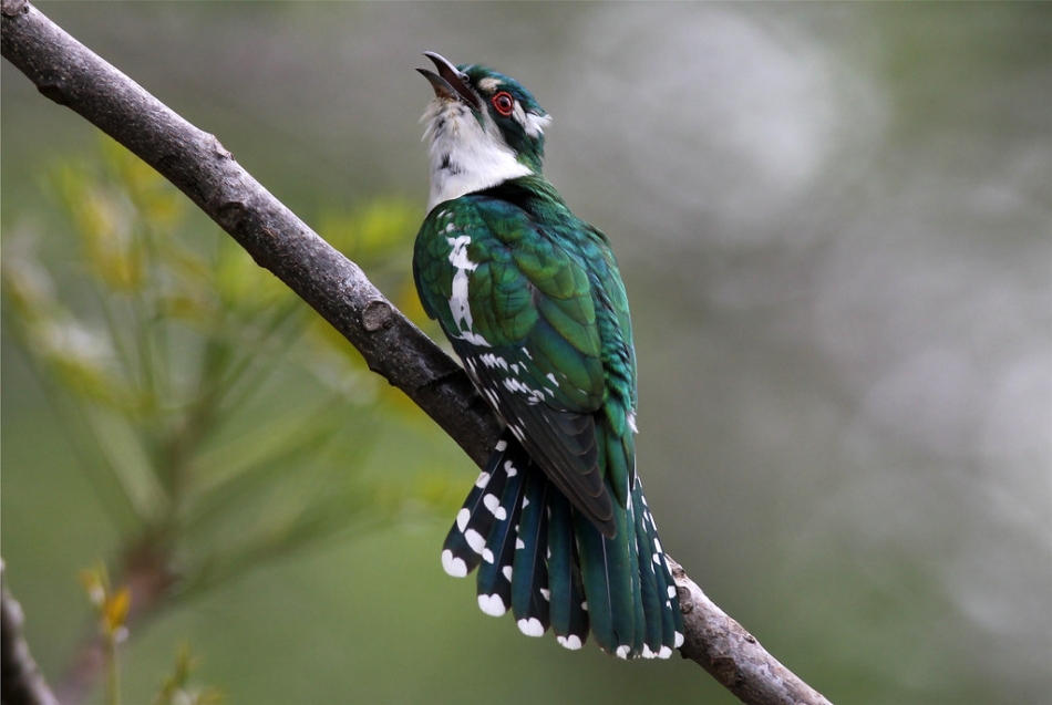 Meet Diederik Cuckoo, One Of The Most Beautiful Bird In The World