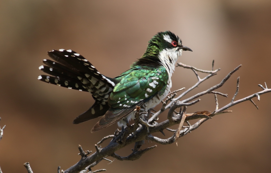 Meet Diederik Cuckoo, One Of The Most Beautiful Bird In The World