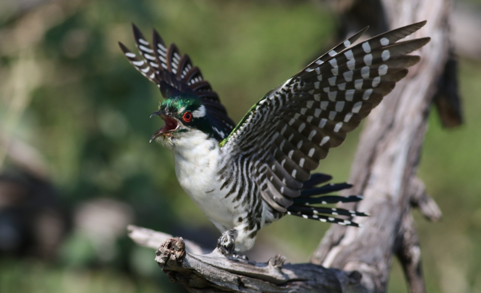 Meet Diederik Cuckoo, One Of The Most Beautiful Bird In The World