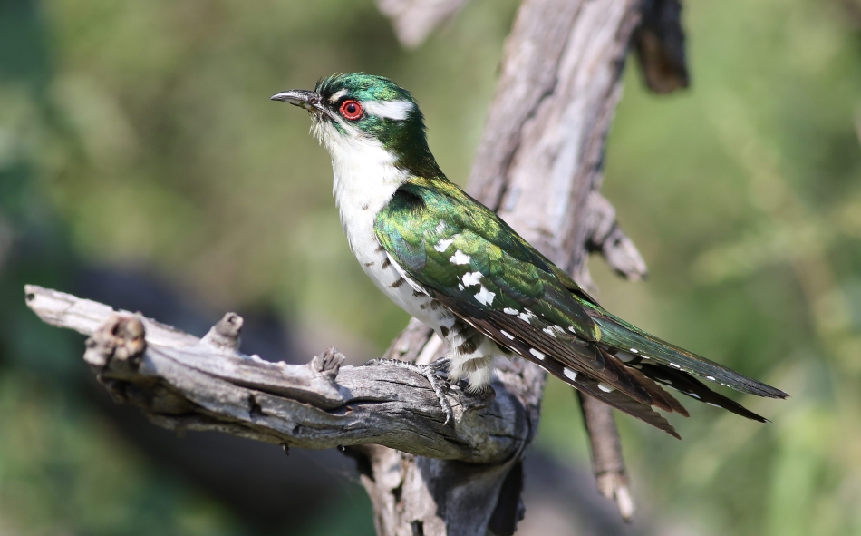 Meet Diederik Cuckoo, One Of The Most Beautiful Bird In The World