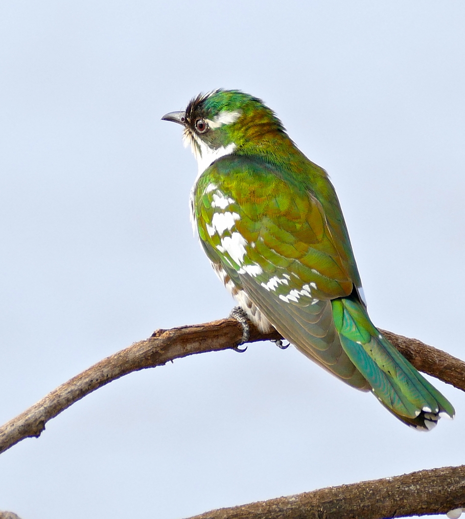 Meet Diederik Cuckoo, One Of The Most Beautiful Bird In The World