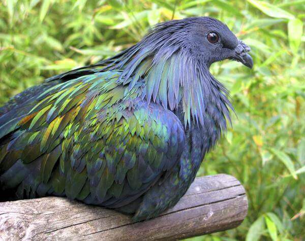 Extraordinary Pigeons You Probably Didn't Know Exist (10 different pigeon species)