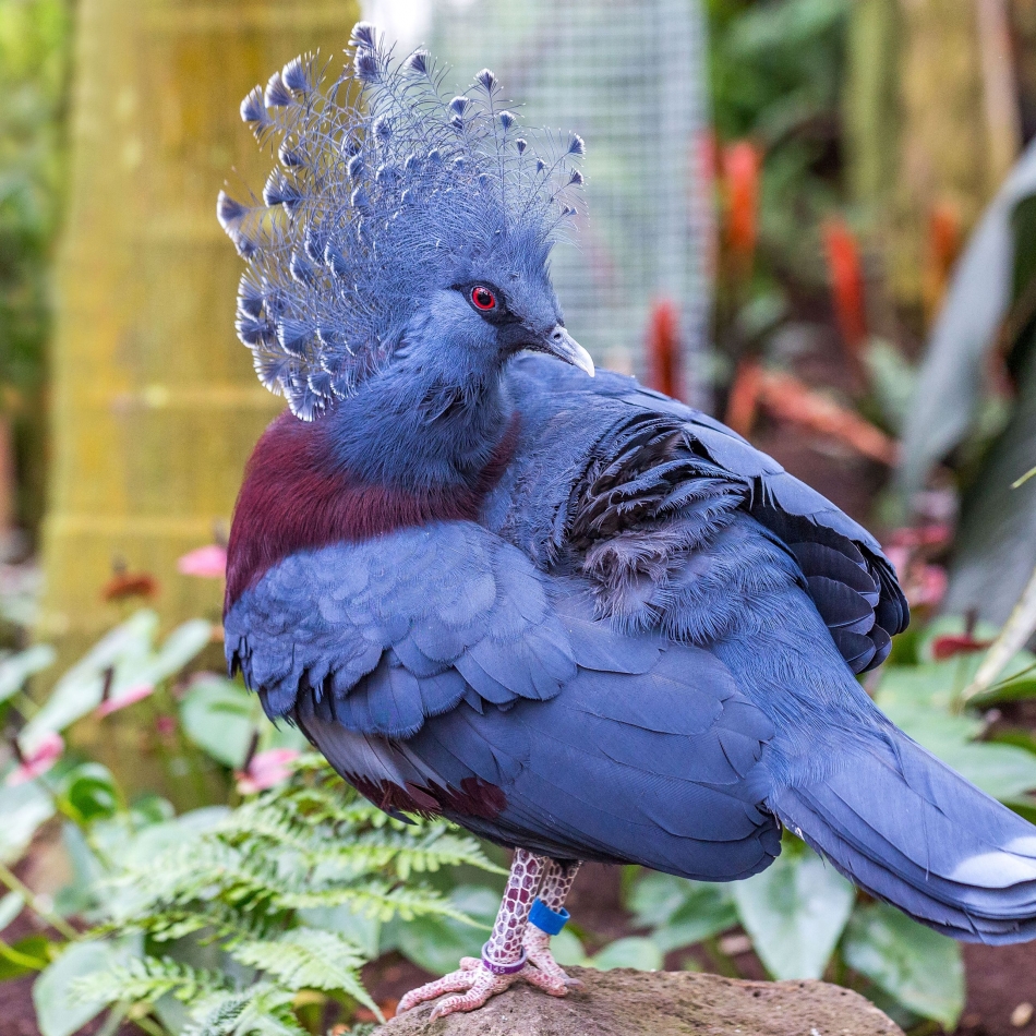 Extraordinary Pigeons You Probably Didn't Know Exist (10 different pigeon species)