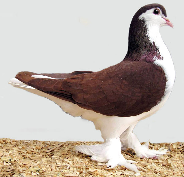 Extraordinary Pigeons You Probably Didn't Know Exist (10 different pigeon species)