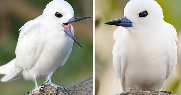 8 Things You Need to Know About Adorable White Fairy Tern
