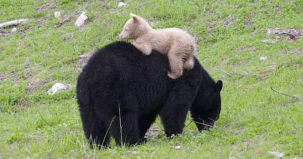 A Unique Encounter With A Never Before Seen Cream-Coloured Black Bear