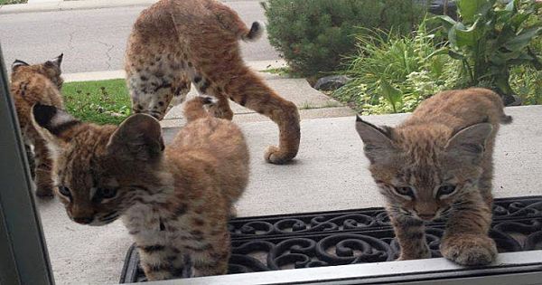 Adorable Baby Bobcats Make Surprise Visit To Calgary Home