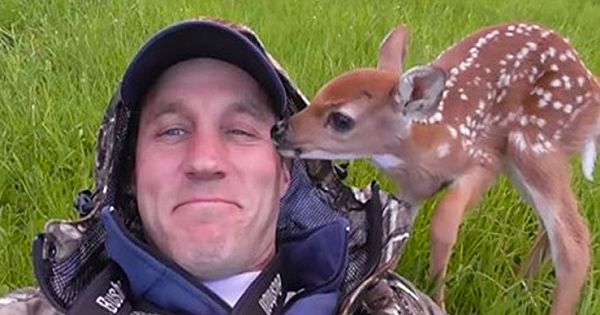 Adorable Baby Deer Refuses To Leave The Human Who Saved Her Life