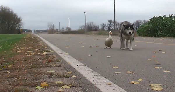 An Unlikely Friendship Between A Husky And A Duck Surprised A Small Town In Minnesota