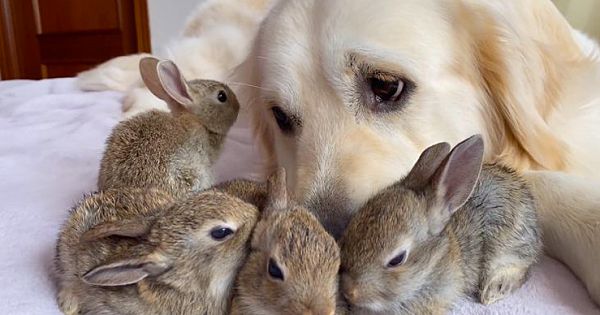 Baby Bunnies Take To Golden Retriever As Their Dad And He Is Happy To Snuggle With Them All Day
