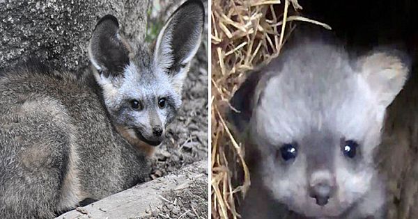 Bat-Eared Foxes Become 'First-Time Parents' After Welcoming 2 Babies at Memphis Zoo