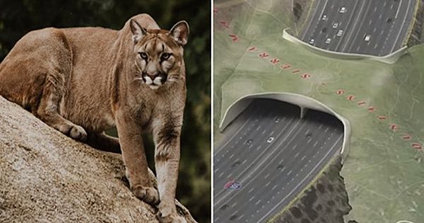 California Is Building  The World's Largest Wildlife Bridge To Save Mountain Lion From Extinction