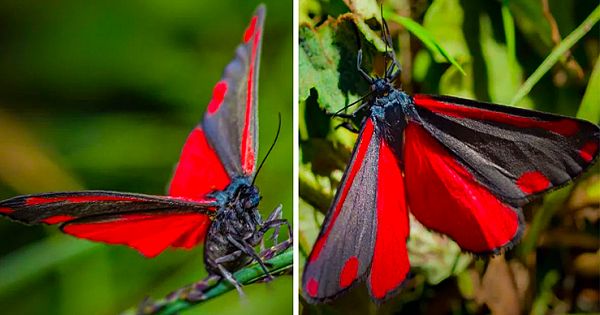 Cinnabar Moths Are Perfectly Named For Their Striking Red And Black Looks