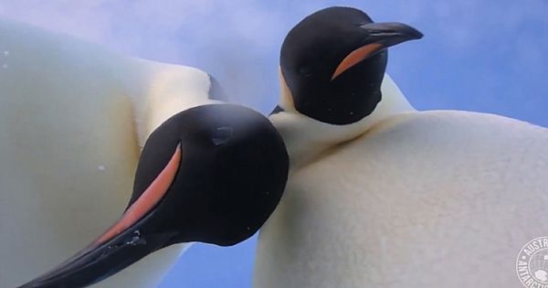 Emperor Penguins Take Accidental Selfie After Finding Camera In Antartica