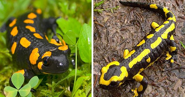 Endangered Salamander Spotted In Turkey