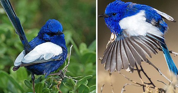 Everything You Need To Know About Malurus leucopterus White-winged Fairywren