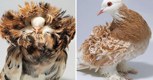 Extraordinary Pigeons You Probably Didn't Know Exist (10 different pigeon species)