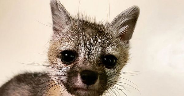 Family Saves Baby Fox That Confused Their Dog With Its Mother And Followed Them Home