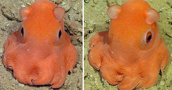 Meet Adorabilis, the World's Cutest Octopus