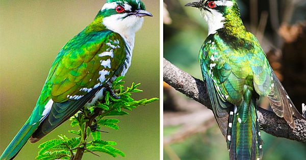 Meet Diederik Cuckoo, One Of The Most Beautiful Bird In The World