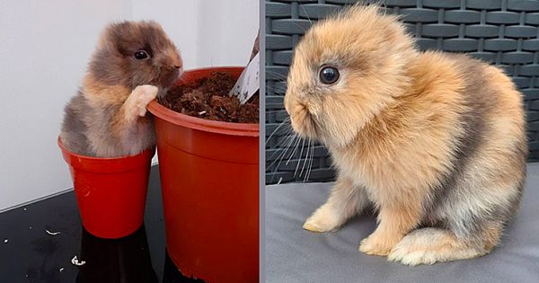 Meet Leo, An Earless Rabbit Who Looks Like A Tiny Lion