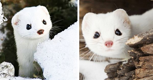 Meet The World's Cutest Wild Snow-White Weasel