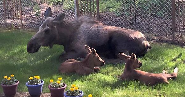 Moose And Her Calves Decide To Spend A Day In This Family's Backyard