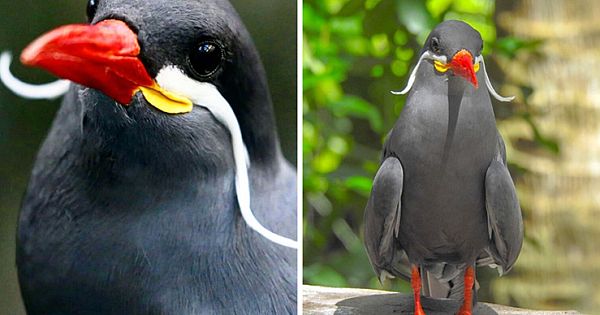 Mustached Inca Tern Bird Looks Just Like Salvador Dali And Mews Like A Kitten