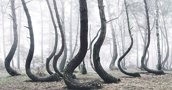 Mysterious Forest Of 400 Crooked Trees In Poland Is Still A Mystery For Scientists