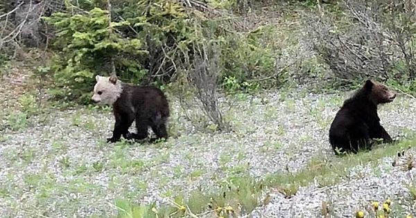 'Never Seen Anything Like It': Bear Cub Spotted In Alberta With Unique White Head