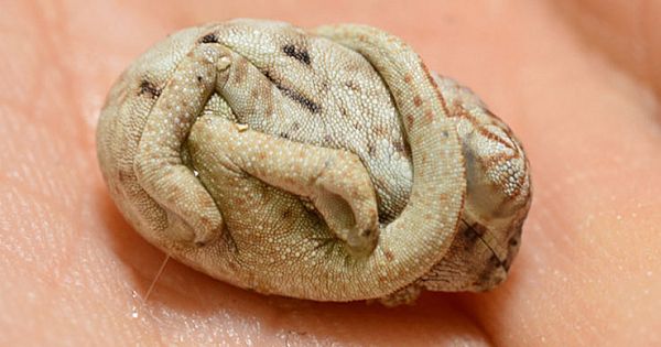 New Born Chameleon Not Quite Ready for Life Outside of the Comforts of His Egg
