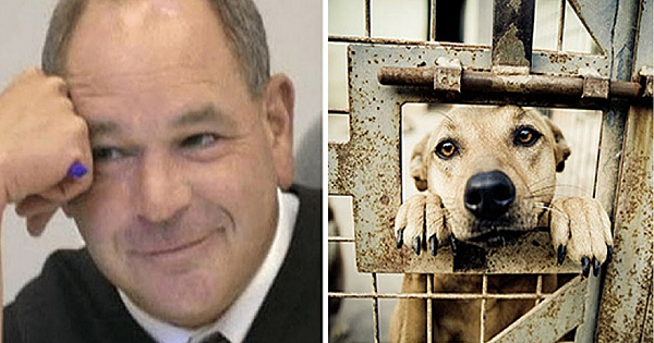 Ohio Judge Is Fed Up With Animal Mistreatment – He Punishes The Owners With A Taste Of Their Own Medicine