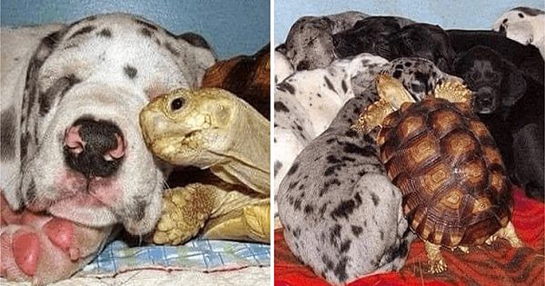 Orphaned Turtle Is Raised With Rescued Dogs And They Are Now Inseparable