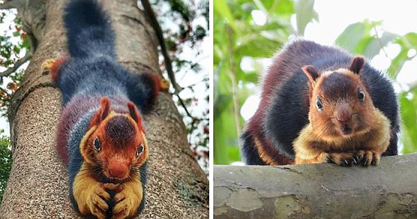 Photographer Discovers Multi-Colored Giant Squirrels Living In India And People Don't Believe It