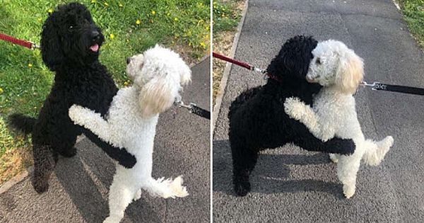 Pup Meets Sister From The Same Litter At Park And Immediately Hugs Her