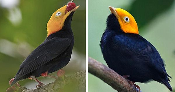 Scientists Discover First Known Hybrid Bird Species In The Amazon Rainforest
