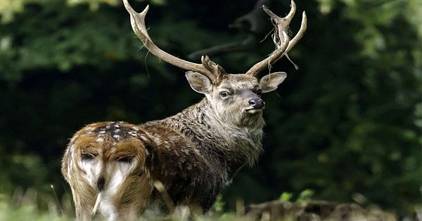 Stunned Photographer Takes Picture Of Deer With A Backside That Looks Just Like An Owl