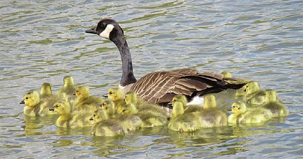 This Goose Couple Is Taking Care Of 47 Adorable Baby Goslings