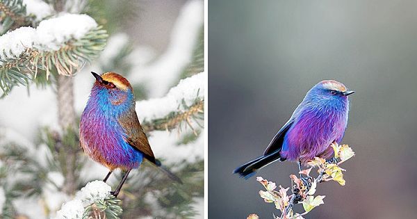 This Rainbow-Colored Bird Is Called A 'White-Browed Tit-Warbler'