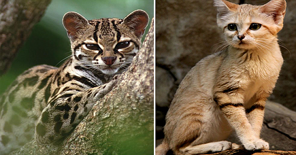 12 Rare Wild Cat Species You Probably Didn't Know Exist