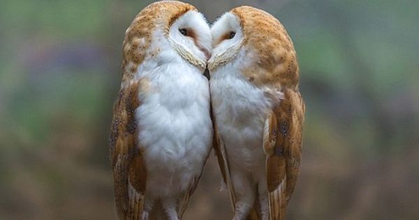Adorable Barn Owls Were Spotted Sharing A Tender Moment