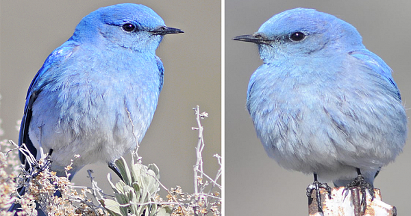 Adorable Mountain Bluebirds With Amazing Colors
