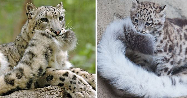Adorable Pics Of Snow Leopards Who Love Biting Their Fluffy Tails