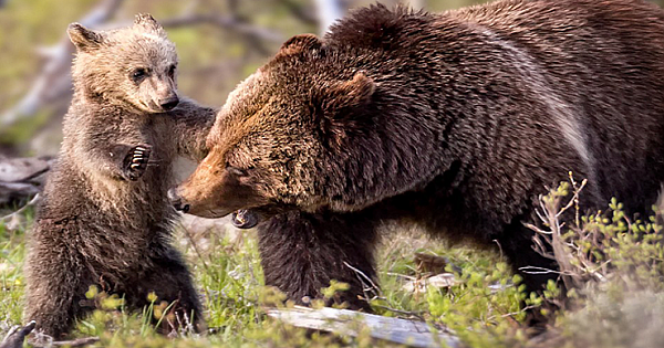 Adorable Pictures Of Four Month Old Grizzly Bear Kissing Its Mother