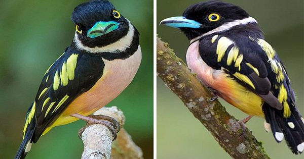 Black And Yellow Broadbill Is A Tiny Bird With Amazing Colors
