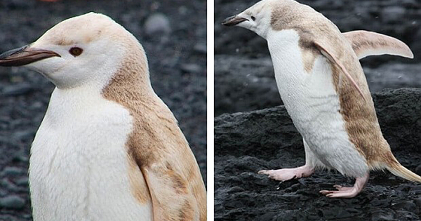 Blonde Penguin Spotted On The Shores Of Antartica And OMG It's So Cute