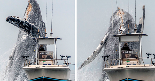Enormous Humpback Whale Filmed Jumping Next To A Fishing Boat