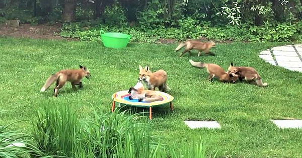 Family Of 7 Adorable Foxes Keeps Visiting This Man's Backyard