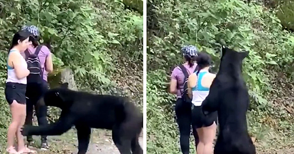 Giant Bear Sneaks Up Behind Hiker, She Takes Selfie. People Aren't Happy