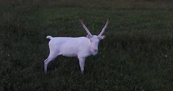 Incredibly Rare Albino Reindeer Roaming Through The Norwegian Wilderness